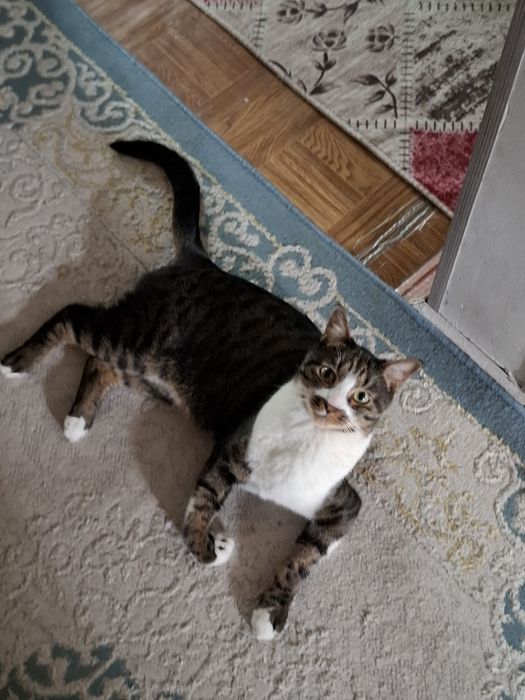Отдам кота в добрые руки