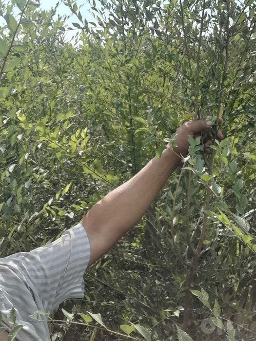 Landshaft uchun manzarali daraxt ko'chatlari