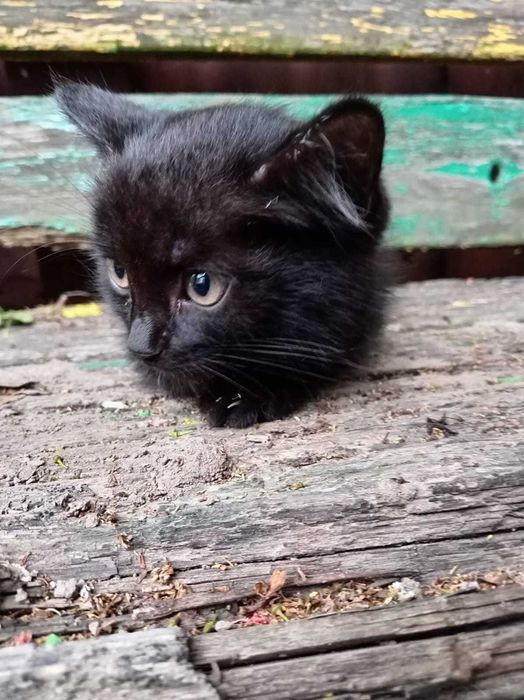котята черные отдадим