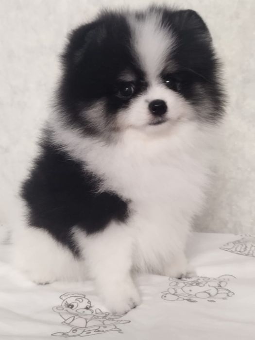 Померанский шпиц девочка