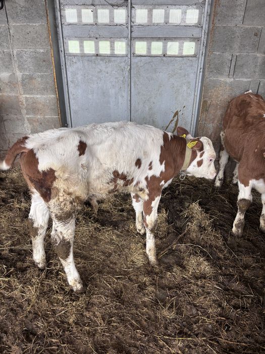 Vaca baltata romaneasca cu tauras