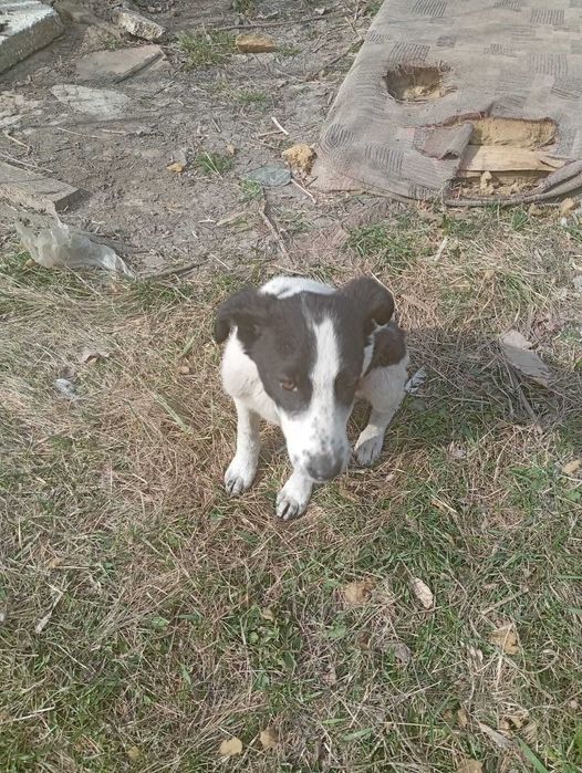 Девочка ласковая, чудная