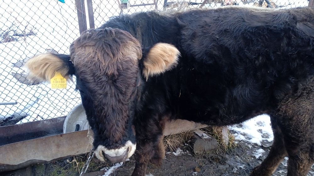 Продается бычок.