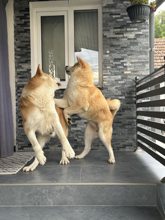 Pui akita inu japonez