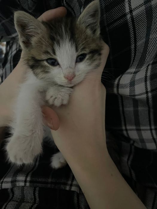 отдам котенка в добрые руки