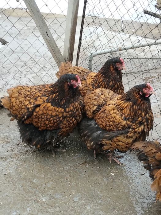 Инкубационные яйца