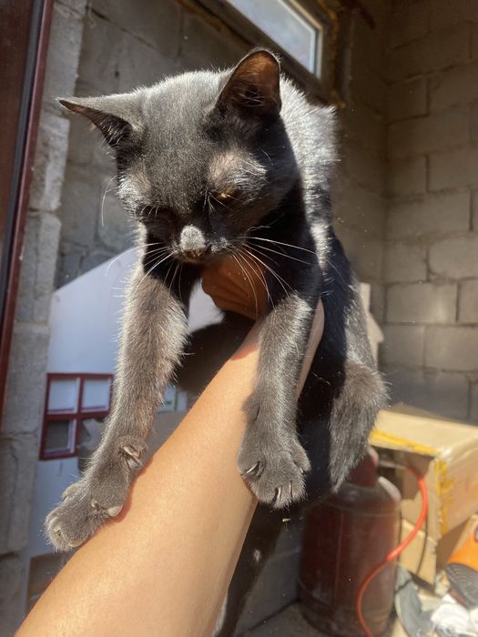 Отдаю кота. 1 год.