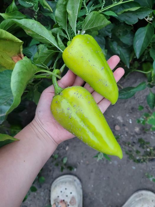 Продам домашний сладкий перец