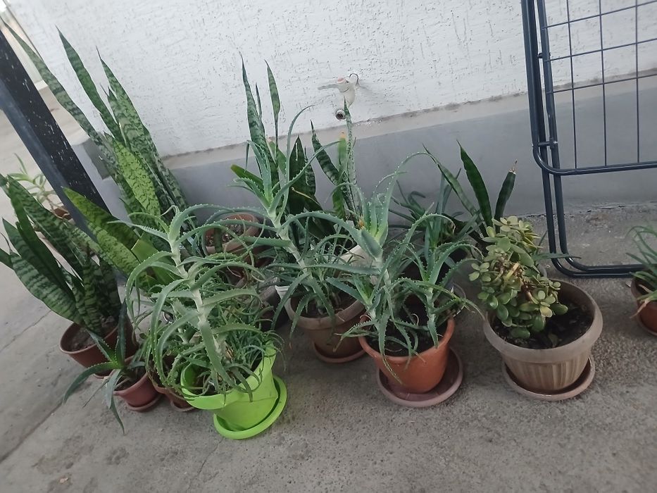 Продам комнатные цветы