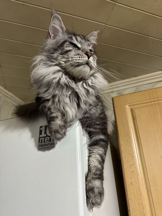 Котята породы Мейн-кун