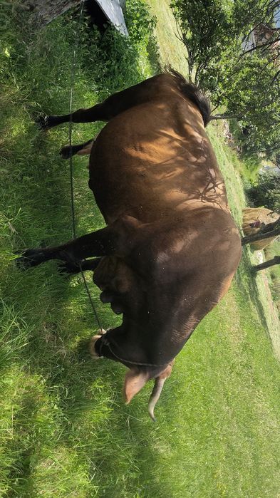 Vand vaca  de lapte