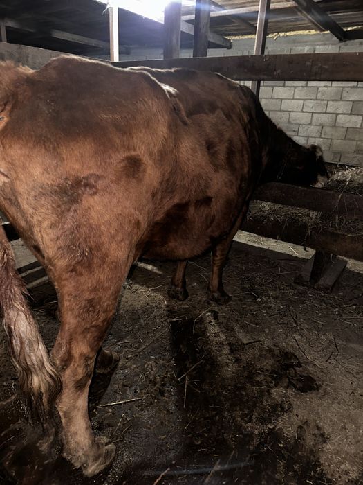 Коровы белоголовые