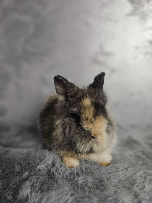 lepurasi din rasa Cap de Leu