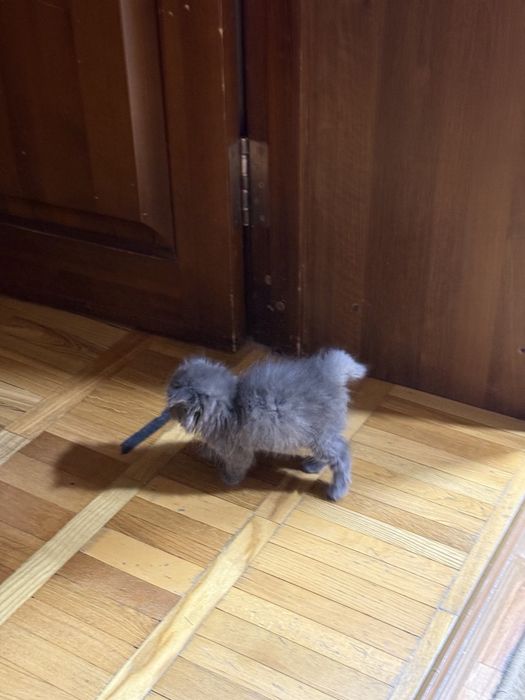 Продаю котят фолд