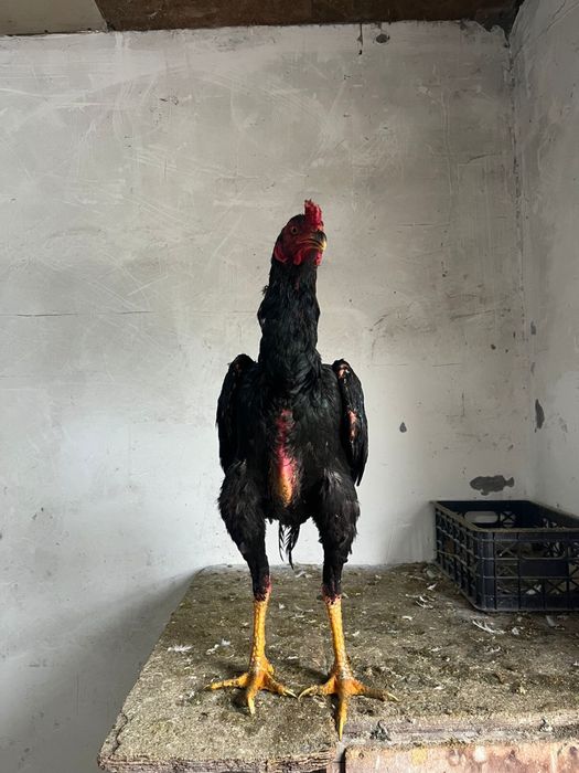 Дакан , Петух , Есик