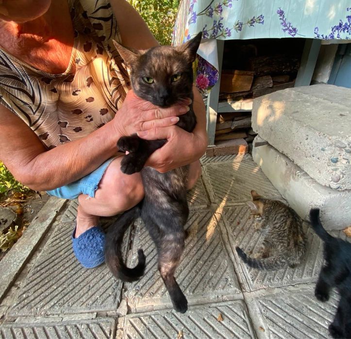 Подарявам котета