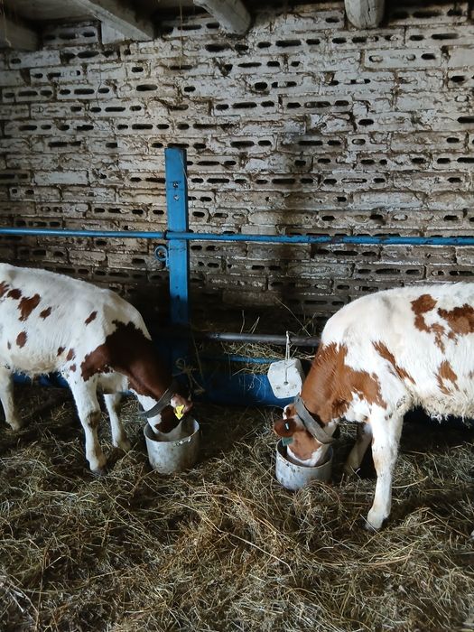 Продаю телята 5 штук