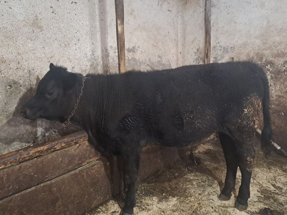 Vand o vitica angus si una baltata