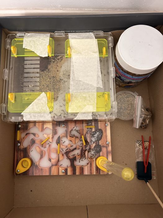 Муравьиная ферма