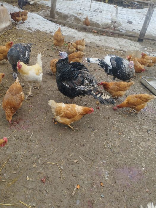 Индюк сатылады бронзы