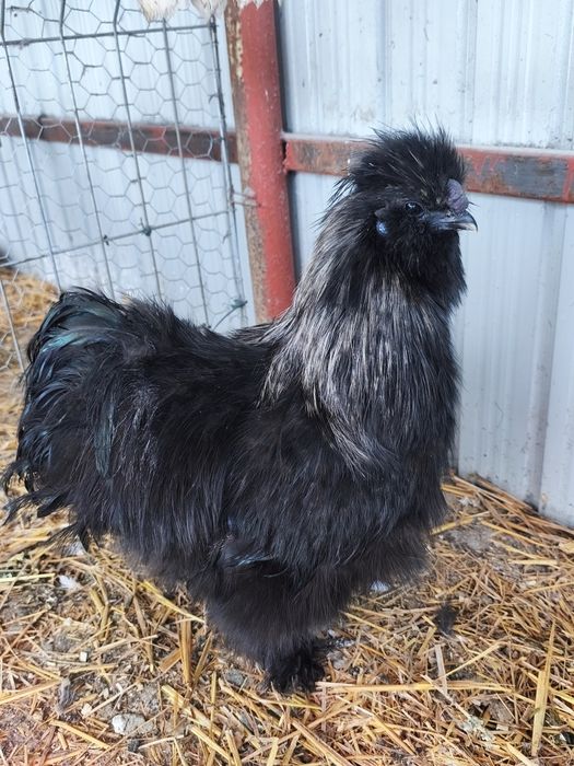 Cocos Mătase Japoneza