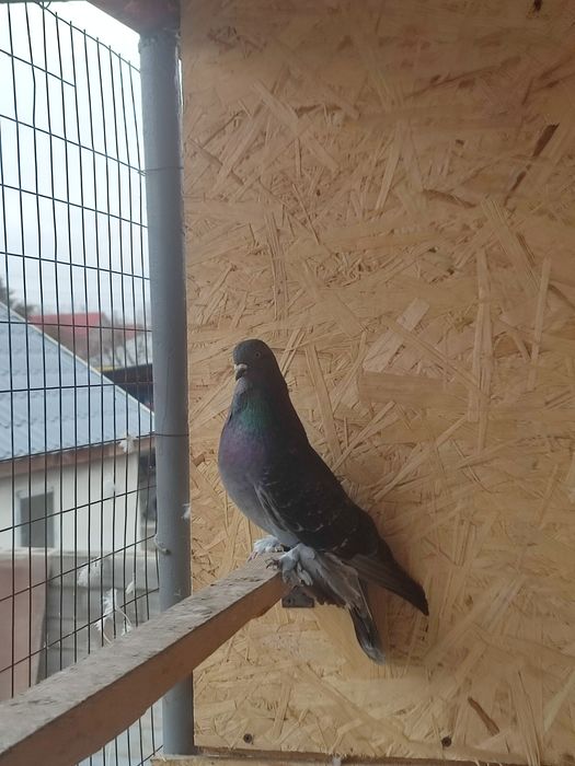 Продам голубя кишмиш