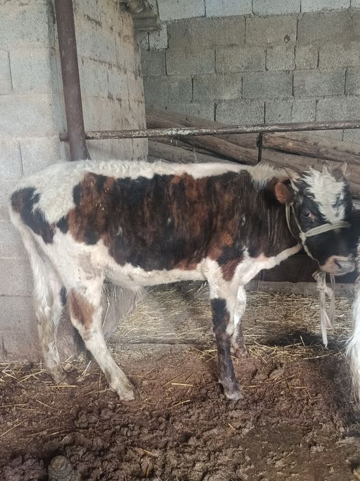 Буқалар сатылады