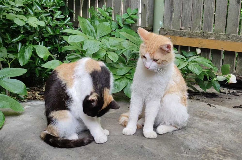 Adopție pisica Buzău