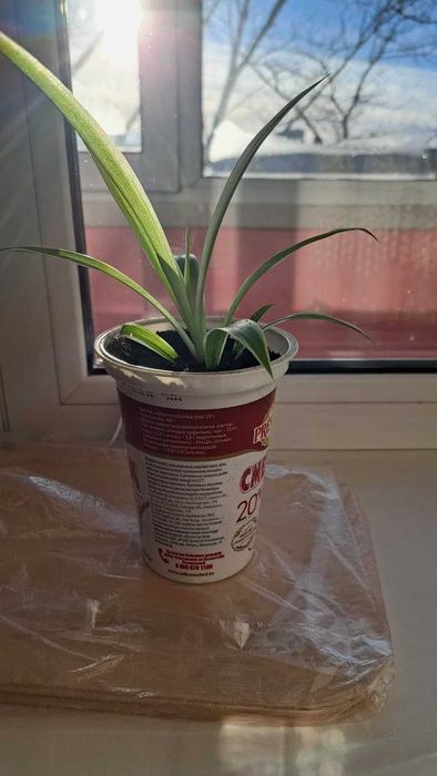 Продаю комнатные растения