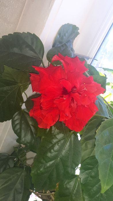 Гибискус махровый