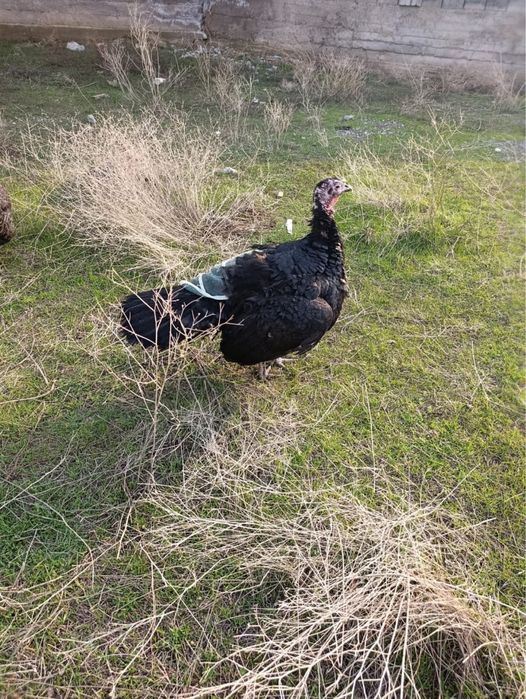 Индюк. Күркетауық