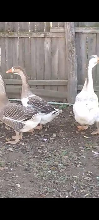 Rate pekin și gâște