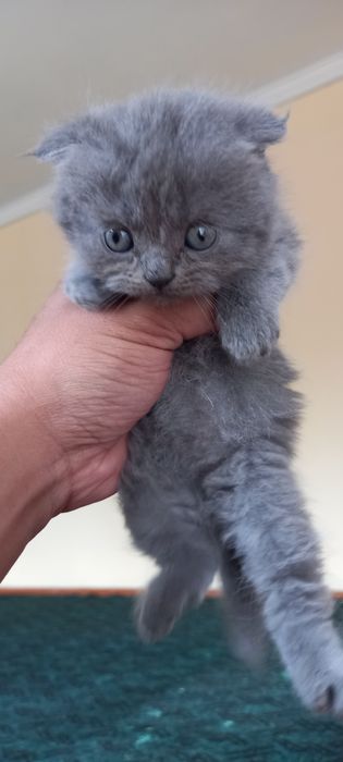 Britaniski mushukchala