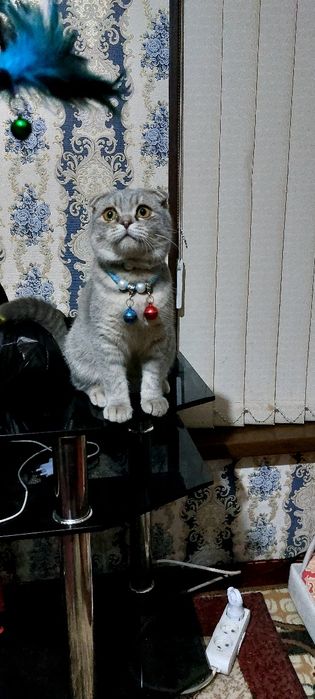 Scottish fold erkak 1yosh. Toza zot