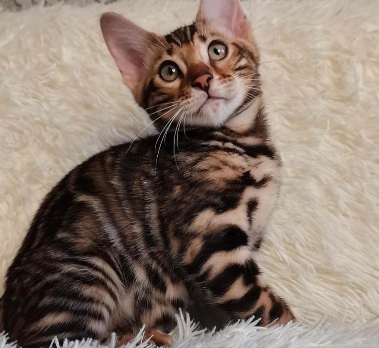Бенгальские котята