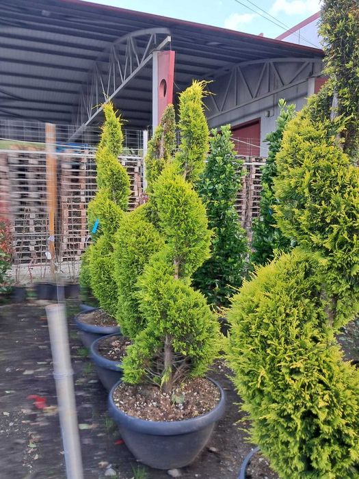 Plante Ornamentale de la 35 Lei + Transport Gratuit & Plantare Inclusă