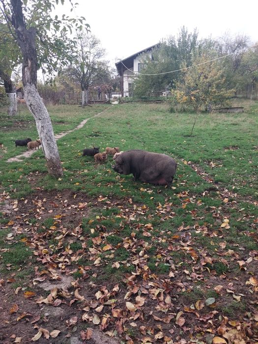 виетнамски прасета