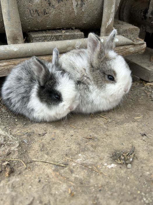 Iepurași de companie