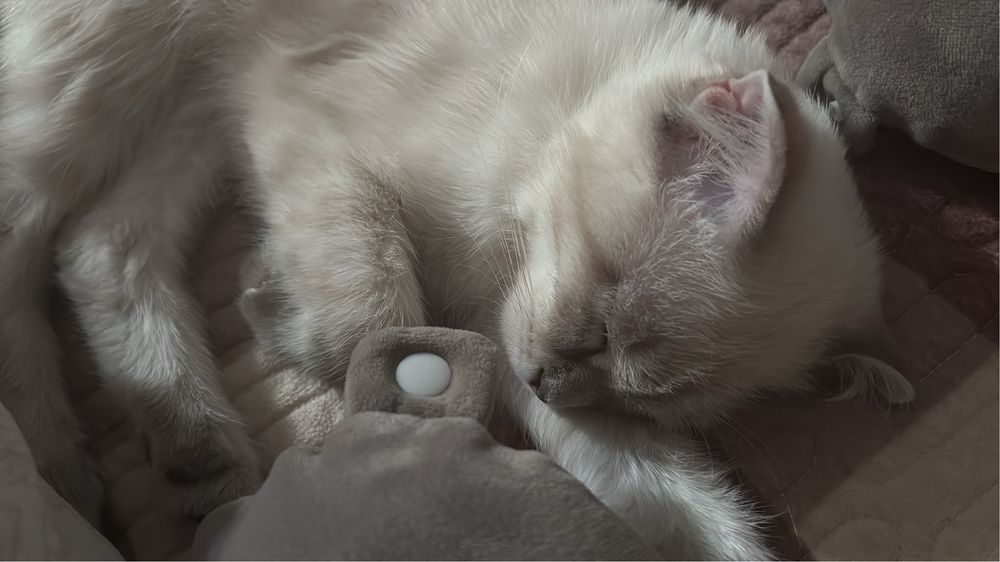 Шотландская-вислоухая кошка