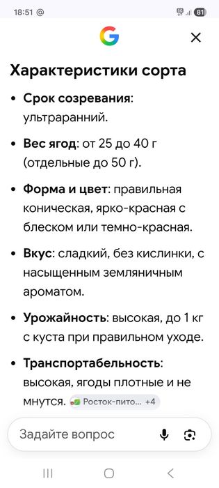 Клубника Клери рассада