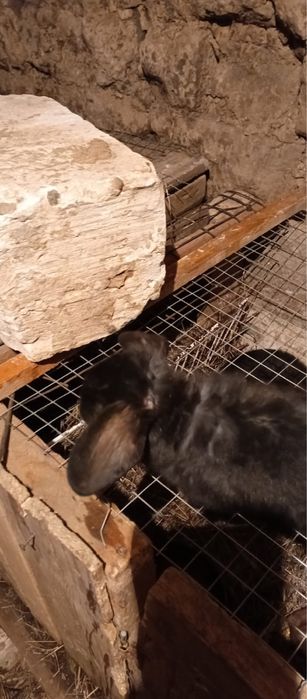 Кролики Французкий баран