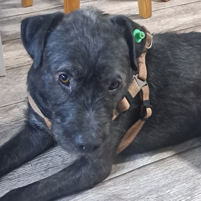 Ему нужен дом,семья