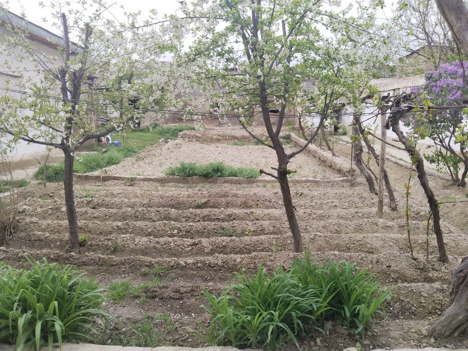 Дом ховли срочна