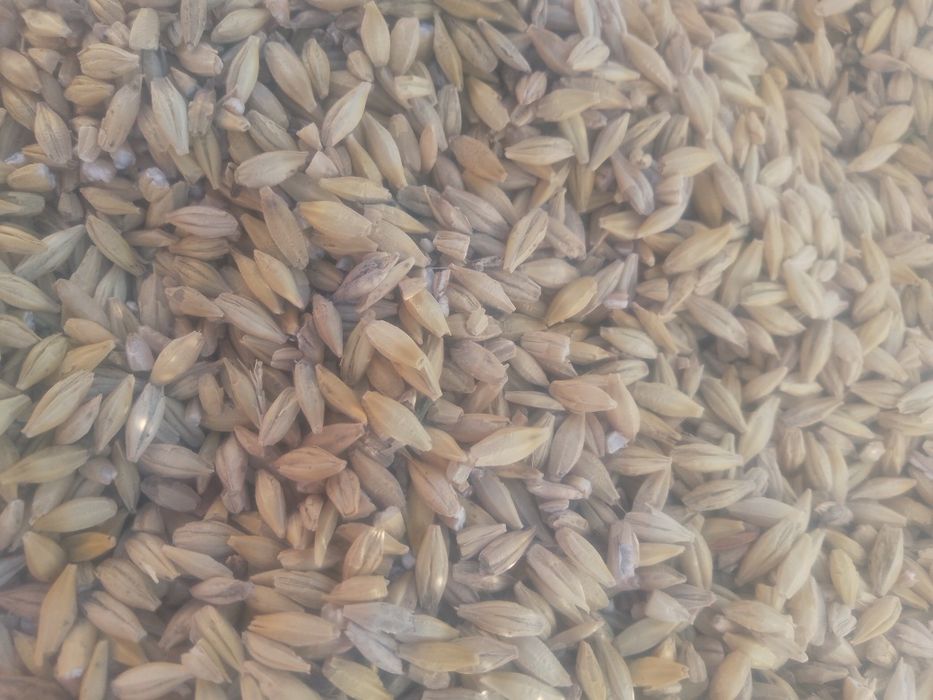 Grâu și orzoaică sămânță