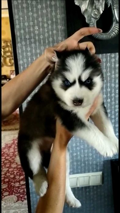 мальчик хаски красавчик с голубыми глазками