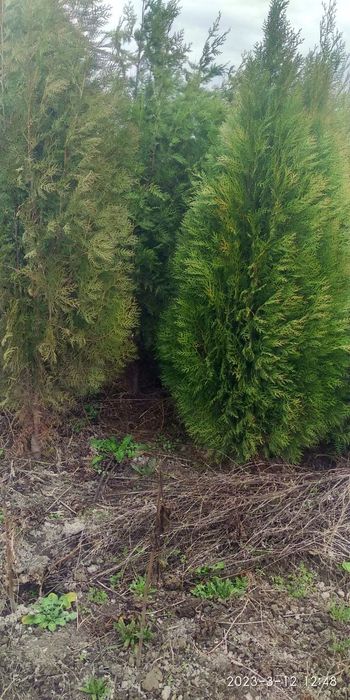 Арча Можовелник ва туя арчалар зелёный забор учун.