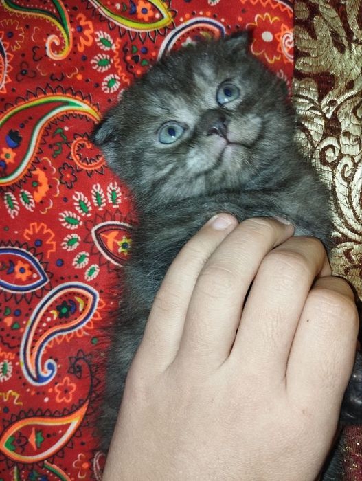 Вислоухие кошки продаются