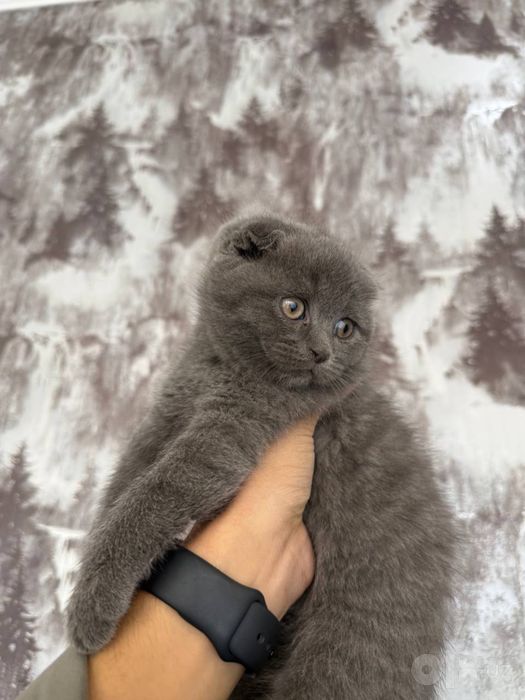 Скотиш фолд британ
