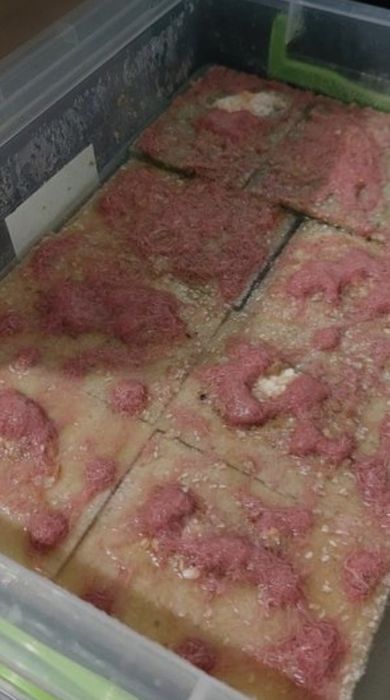 Трубочник   изя