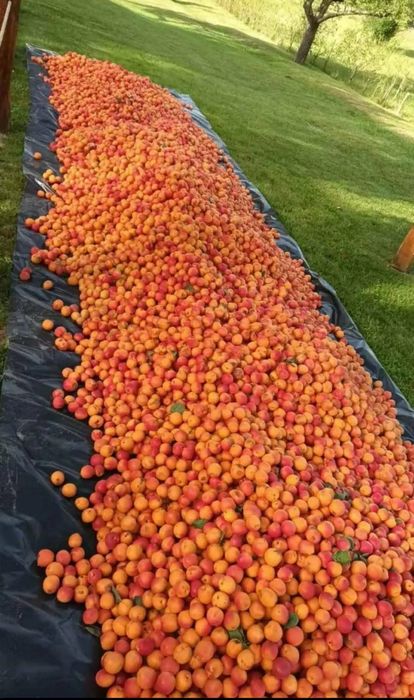 Caise de pălincă țuică